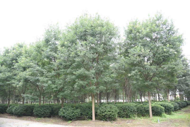 4喬木類-國(guó)槐1.jpg